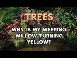 why is my weeping willow turning yellow
