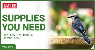 wild bird supplies you need to attract