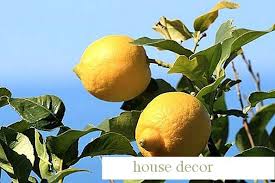 • добавете няколко капки от маслото от див портокал към лосион без аромат и. Kak Da Raste Limon Drveta V Teksas Nachalo Hacks 2021
