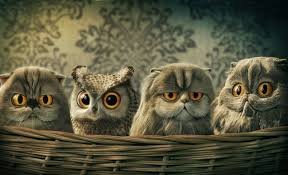 200 owl wallpapers wallpapers com