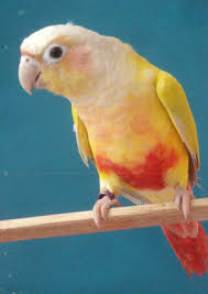 Green Cheek Conure Mutations Page 2 Parrot Forum