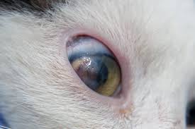 corneal ulcer in cats symptoms and