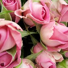 the meaning of pink roses shades and