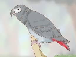 3 Ways To Identify Parrots Wikihow