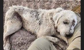 unega mountain dog rescue