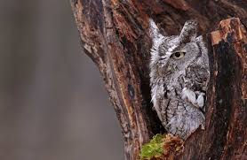 owls in iowa 9 species you must see in