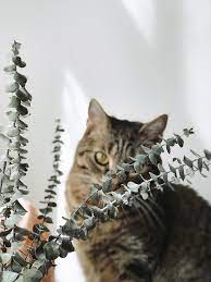 She loves eucalyptus.: cats