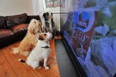 do-dogs-watch-tv