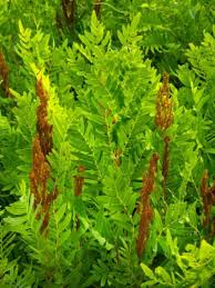 growing a royal fern plant care of