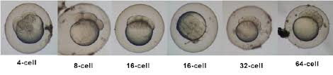 Zebrafish Development Embryology