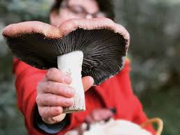 how to grow edible mushrooms in your