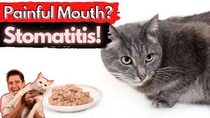 cat bleeding from mouth causes and