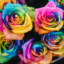 10 rose color meanings for valentine s