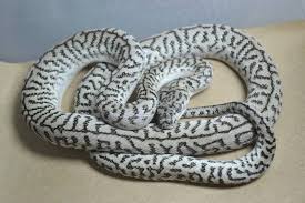 15 cool carpet python morphs with