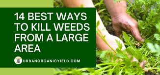 What Kills Weeds Permanently 14 Ways