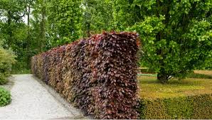 Top 8 Low Maintenance Hedges For