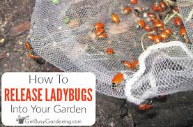release ladybugs into your garden