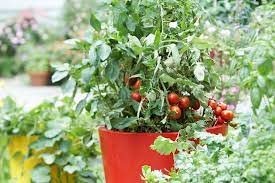 growing tomato plants in pots