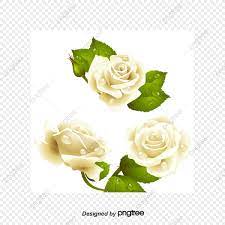 รูปดอกกุหลาบสีขาว PNG , ดอกไม้สีขาว, ดอกกุหลาบ, กุหลาบขาวภาพ PNG และ PSD  สำหรับดาวน์โหลดฟรี