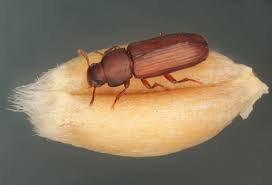 confused flour beetle control gregory