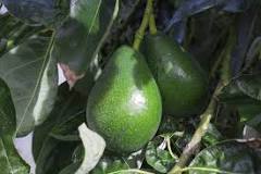 what-fertilizer-is-best-for-avocado-trees