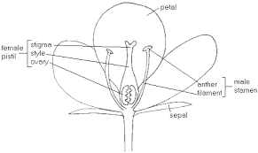 Before handing out this labelled flower worksheet, you may want to provide some background and additional information. Functions Of Plant Parts Qld Science Teachers