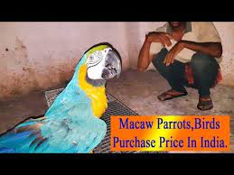 blue and gold macaw you