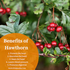 Hawthorn hotels offers the best rate guarantee, friendly service and comfortable rooms. Hawthorn Herb