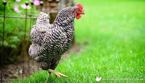Top 20 Chicken Breeds For Your Backyard Coop