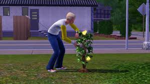My sim started a garden in a starter home but now my sims family is too large and has to move. How To Make Ambrosia In The Sims 3 Levelskip