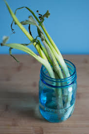 bring green onions back from the dead