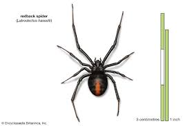 The web itself is an amazing structure, serving as a home for the spider, a defense against predators, an effective trap for prey and a means of communication. Black Widow Appearance Species Bite Britannica