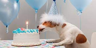 17 memes de cumpleaños para tu perro -— Memes de feliz cumpleaños para perros