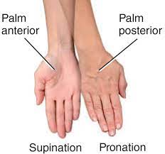 the forearm ation and supination