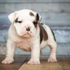 See more of victorian bulldogs puppies akc registered on facebook. Victorian Bulldog Puppies For Sale Victorian Bulldogs Greenfield Puppies