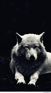 60+ Wolf Wallpapers: HD, 4K, 5K for PC ...