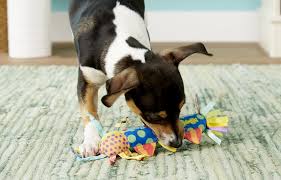 Specially formulated to be soft and pliable, our delicious treats will soothe your. 5 Chew Toys That Will Help You Survive Your Puppy S Teething