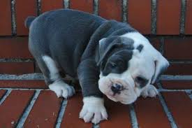 Find french bulldog puppies for sale and dogs for adoption near you. Blue Olde English Bulldog Puppies For Sale Zoe Fans Blog Olde English Bulldog Puppies Bulldog Puppies English Bulldog Puppies