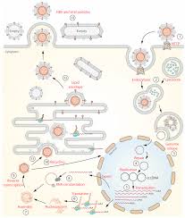 host and hbv interactions and their