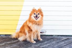 what to expect from a pomeranian pup