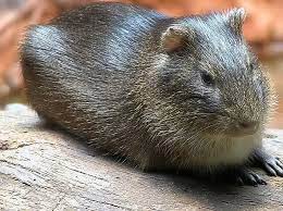 Brazilian guinea pig - Wikipedia