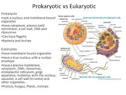 Do animal cells have vacuoles? Biology Keystone Exam Review Packet Which Characteristic Is Shared By All Prokaryotes And Eukaryotes A Ability To Store Hereditary Information Ppt Download