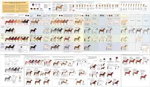 Horse Color Chart Available For Sale Horse Color Chart
