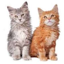 This helps them grow up to become big. Maine Coon Kittens For Sale By Reputable Breeders Pets4you Com
