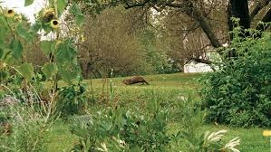 protect your garden from woodchucks