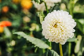 10 best white flowers for your garden