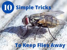 10 simple tricks to keep flies away