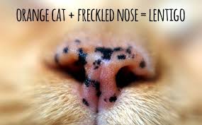 freckled noses in orange cats