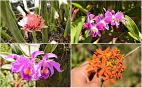 bali orchid garden why to visit