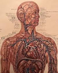 Vintage Peter Bachin Anatomical Chart Vascular System